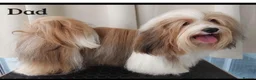 Havanese dogs for sale: Pure KC Havanese from 5 star licensed breeder  - Advert 3