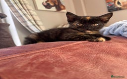 Mixed Breed cats for sale: 1 gorgeous tortie left read to leave this week  - Image 7