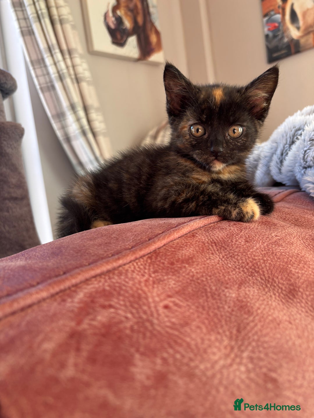 Mixed Breed cats for sale: 1 gorgeous tortie left read to leave this week  - Image 7