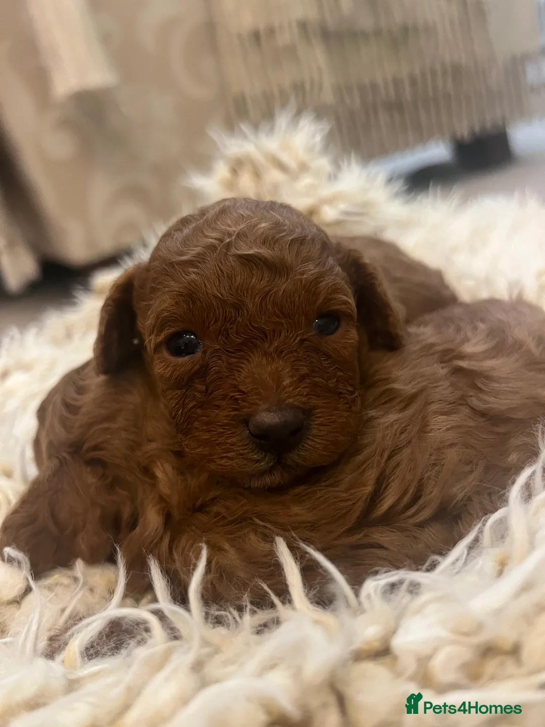 Toy Poodle dogs for sale: Toy poodle - Advert 6