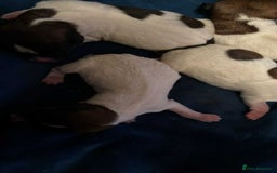 Jack Russell dogs for sale: Pedigree Jack Russell Terriers - Image 6