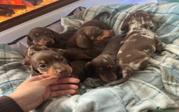 Miniature Dachshund dogs for sale: Miniature dachshund puppies - Image 10