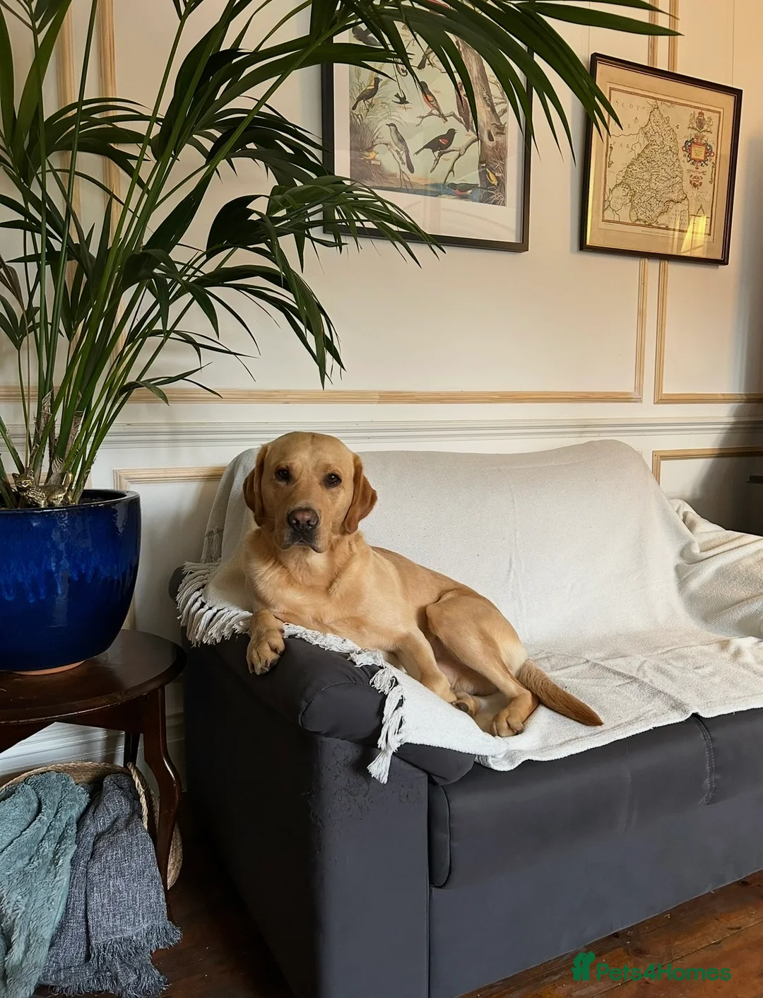 Labrador Retriever dogs for stud: Miles (Labrador retriever for Stud) - Advert 2