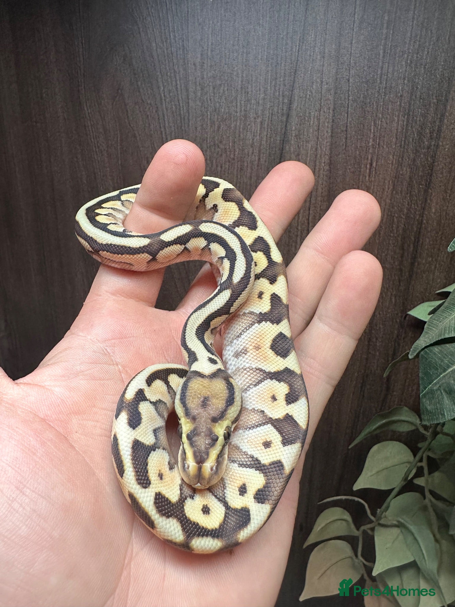 Python Snake reptiles Lesser spotnose pastel het clown  - Advert 2