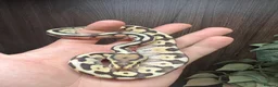 Python Snake reptiles for sale: Lesser spotnose pastel het clown  in Pembroke Dock - Advert 1