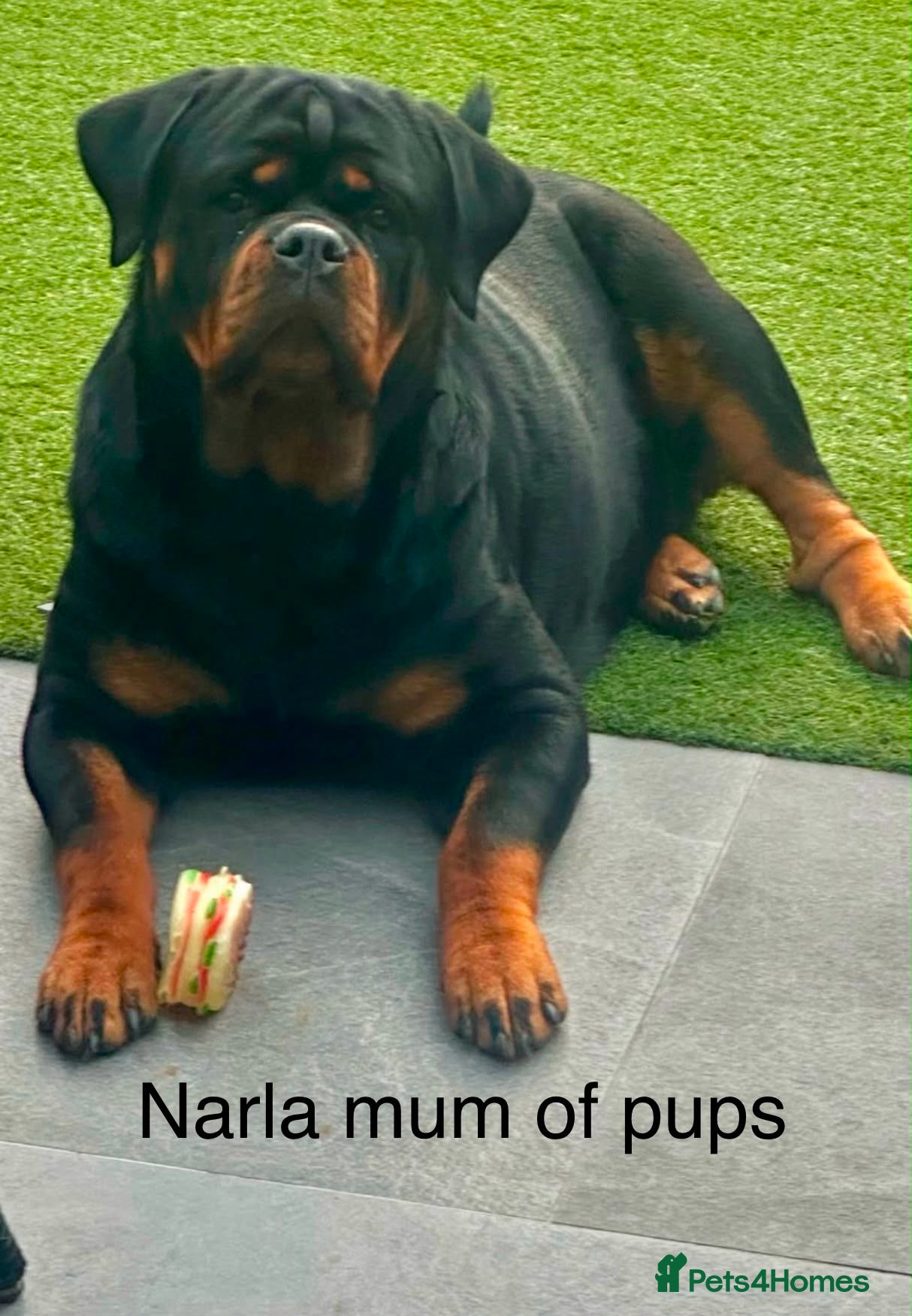 Rottweiler dogs Top quality KC Reg Rottweiler puppies  - Advert 2