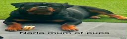 Rottweiler dogs for sale: Top quality KC Reg Rottweiler puppies  - Advert 2