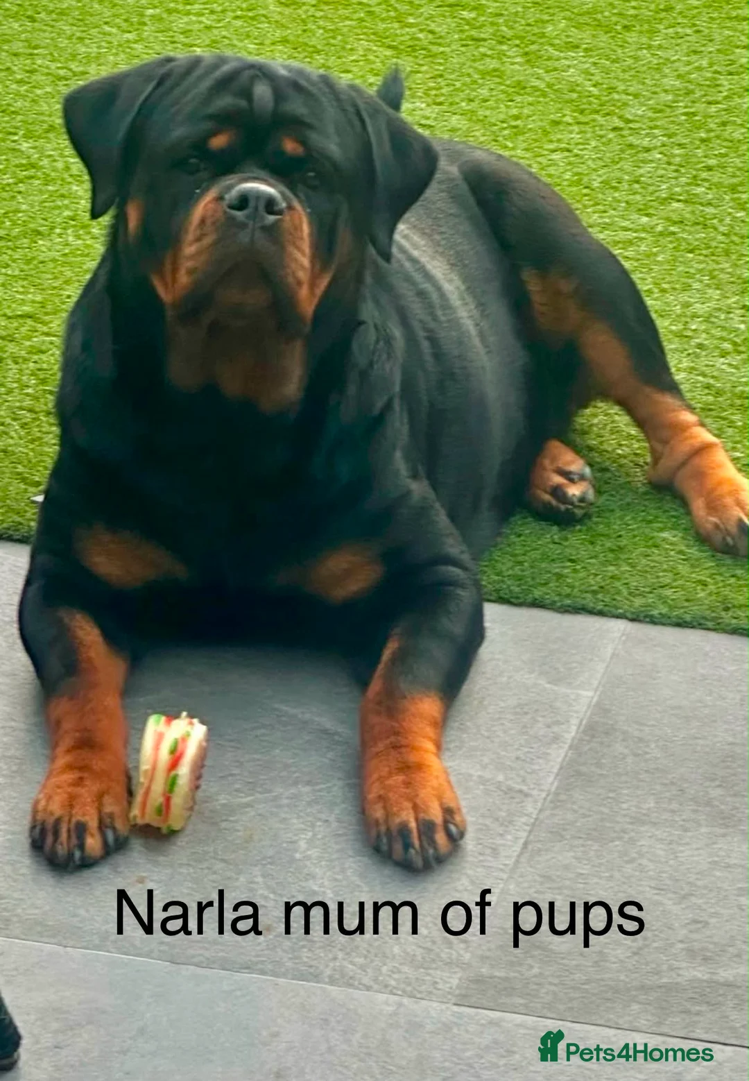 Rottweiler dogs for sale: Top quality KC Reg Rottweiler puppies  - Advert 2