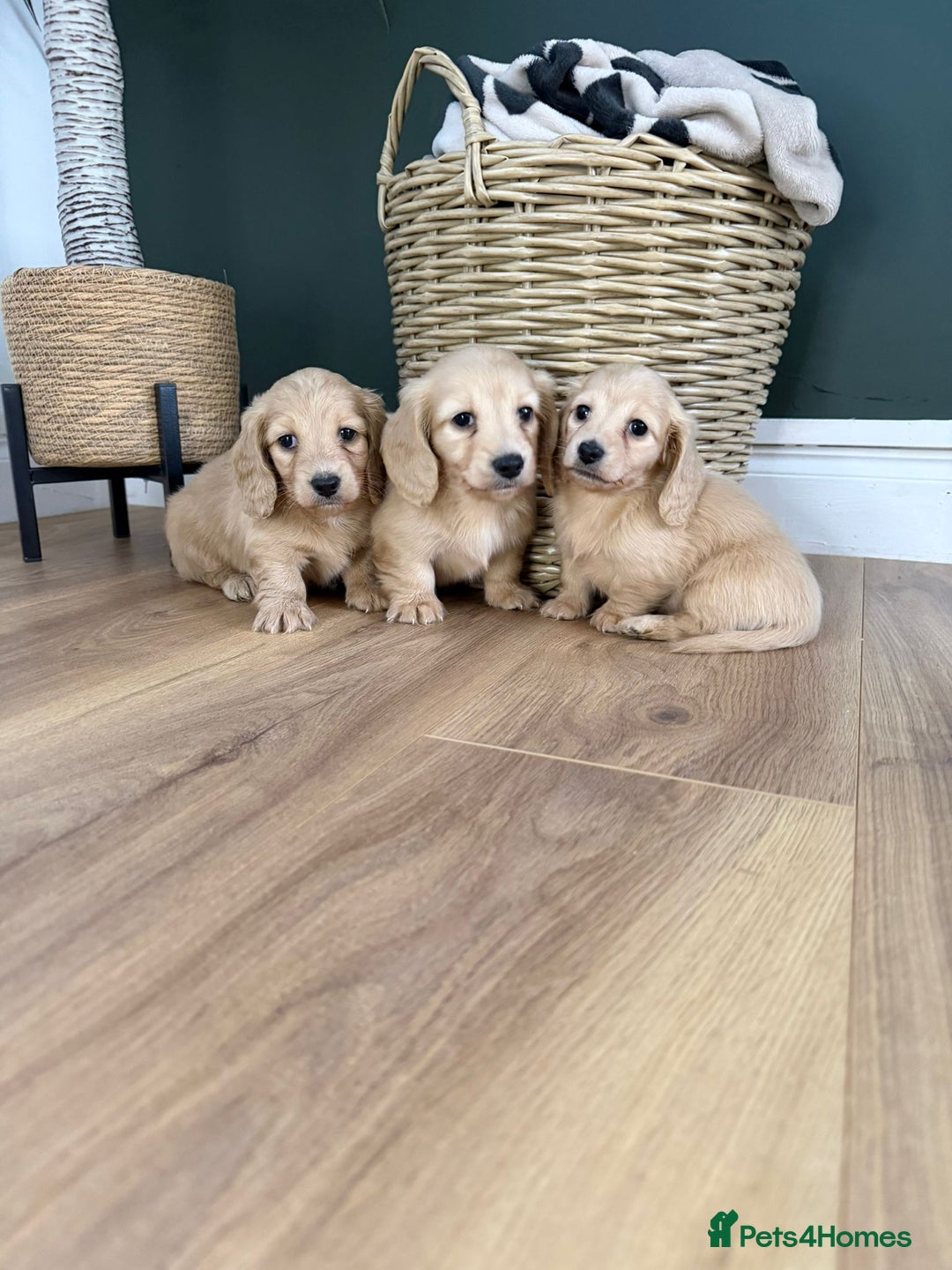 Miniature Dachshund dogs for sale: Longhair miniature dachshund  - Advert 2