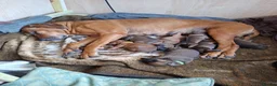 Rhodesian Ridgeback dogs for sale: Rhodesian Ridgeback Puppies KC Health Elb Hip JME in Diss - Advert 23