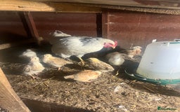 Chickens poultry for sale: Lights Sussex mum with & mixed chicks  - Image 3