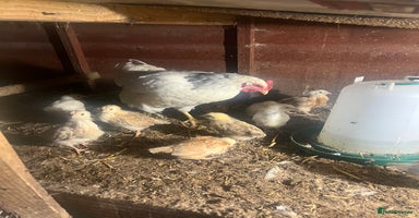 Chickens poultry - Advert 3