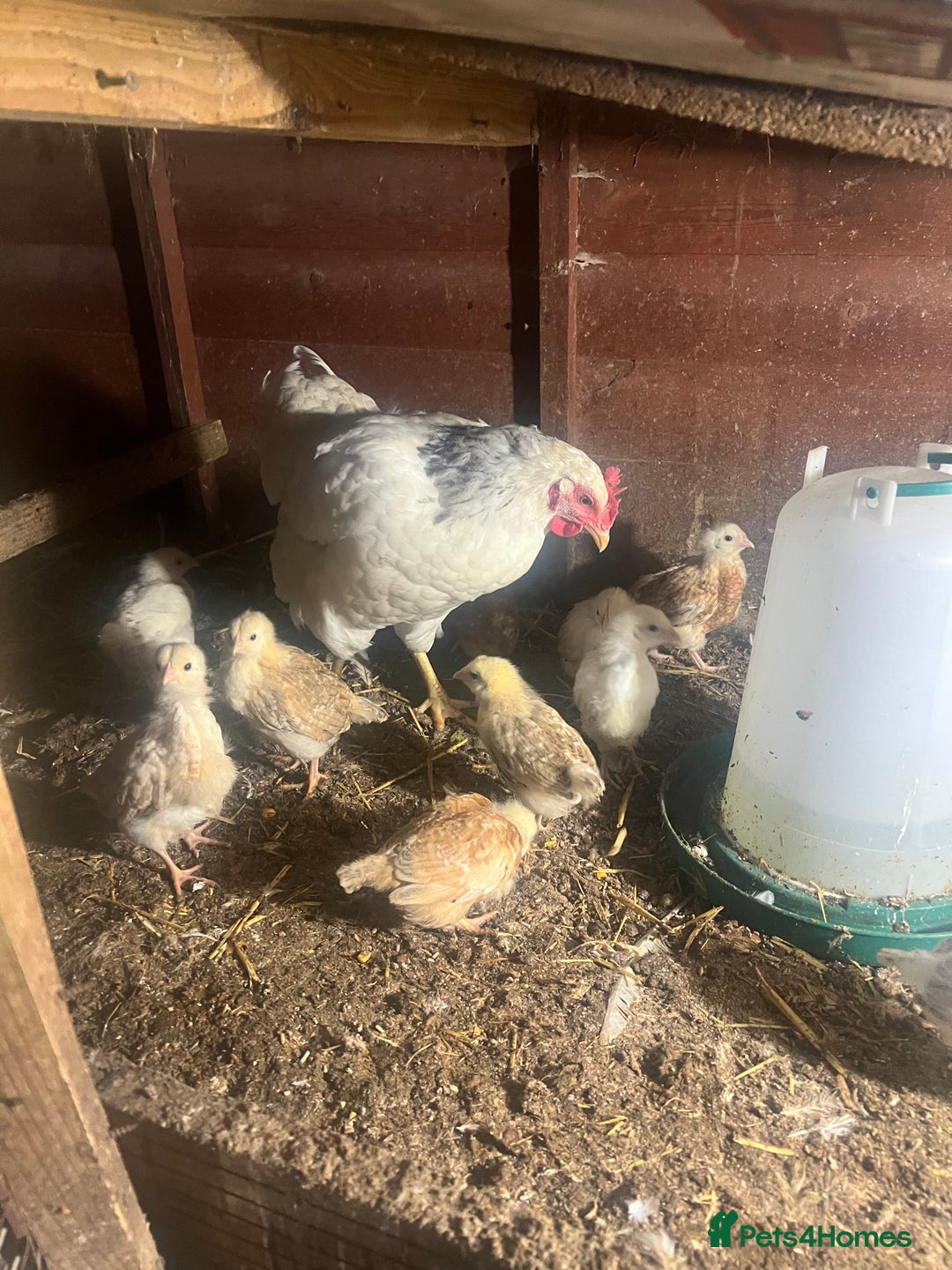 Chickens poultry for sale: Lights Sussex mum with & mixed chicks  - Image 3
