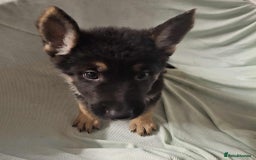 German Shepherd dogs for sale: *Ready Now* Pure Bred German Shepherd Pups - Image 13