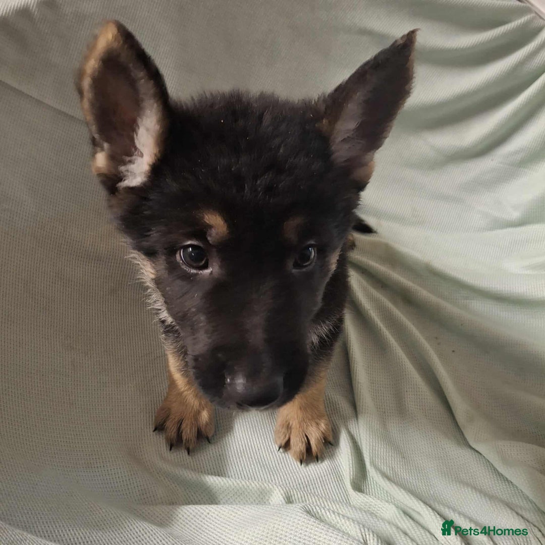 German Shepherd dogs for sale: *Ready Now* Pure Bred German Shepherd Pups - Image 13