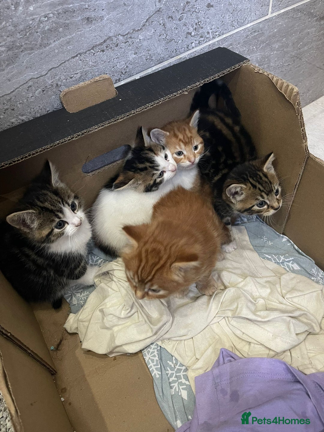Mixed Breed cats for sale: Beautiful Fluffy Kittens  - Image 8