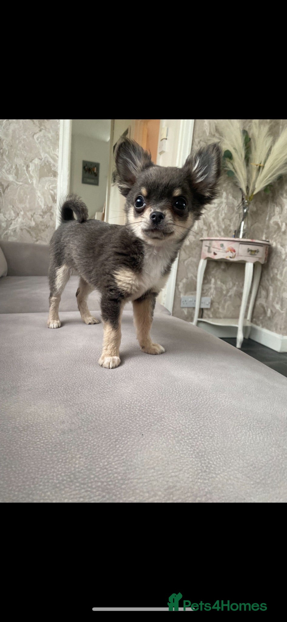 Chihuahua dogs Flora the gorgeous lilac and tan chihuahua  - Advert 3