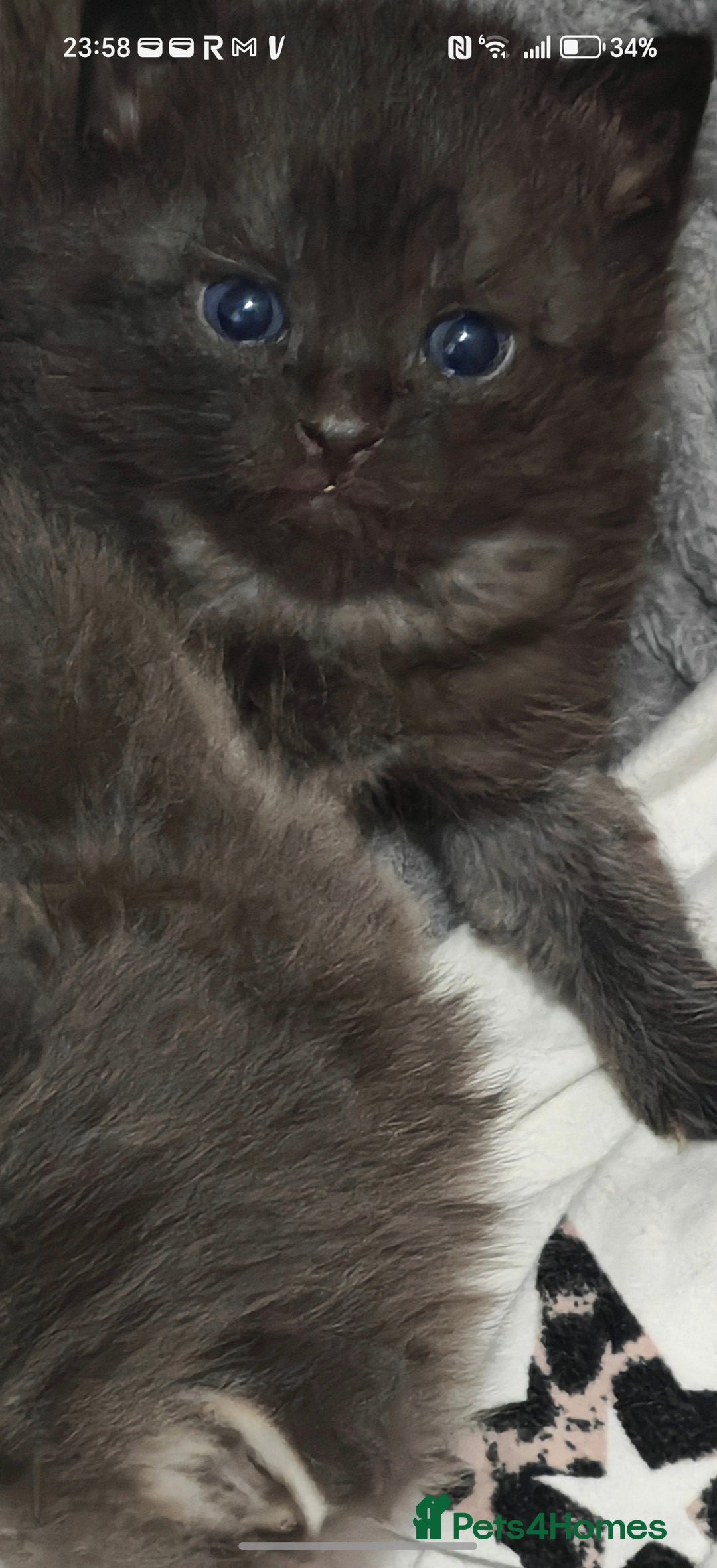 Russian Blue cats for sale: Stunning Russian blue kittens  - Advert 13