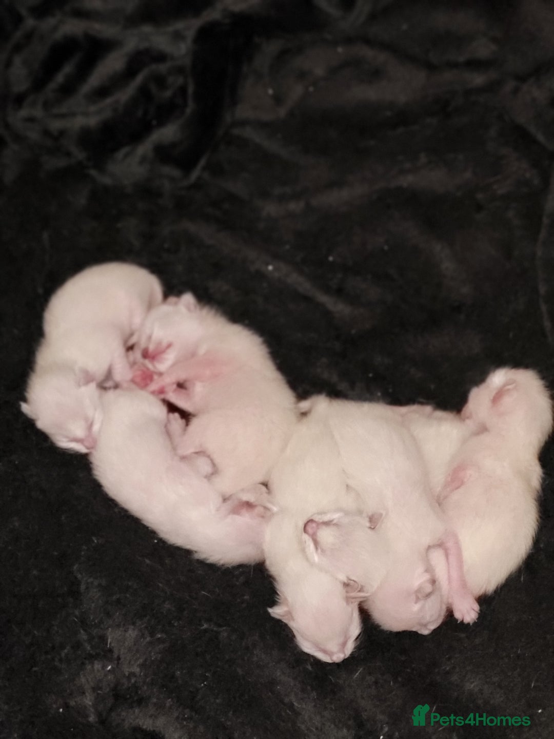 Siamese cats for sale: Old Style Siamese Kittens. Raised with love & care - Image 12