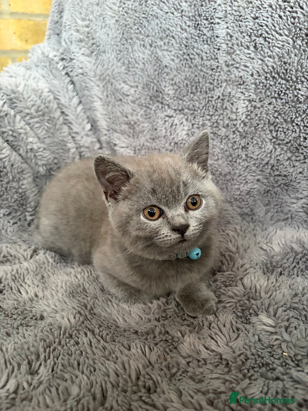 British Shorthair cats for sale: Exceptional British Blue Shorthair Kittens - Advert 5
