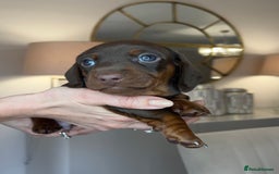 Miniature Dachshund dogs for sale: Ronnie Rocket - Stunning Last Remaining Girl PRA KC Mini Dachshund - Image 13