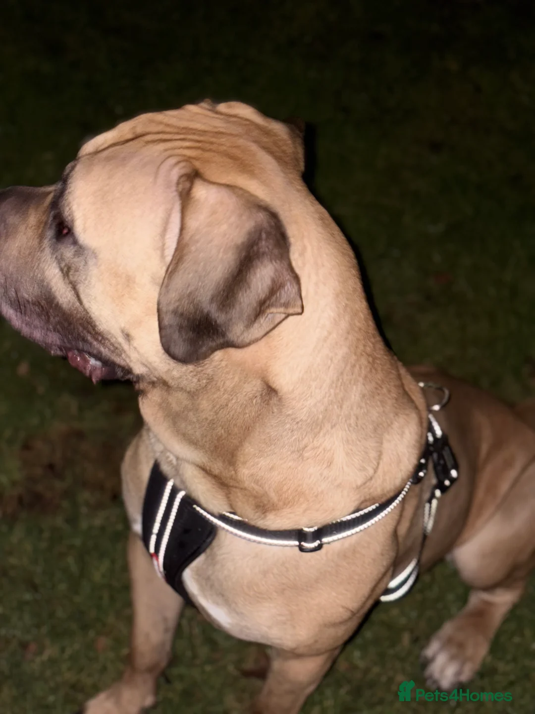 Presa Canario dogs for stud: Presa canario available for stud!!!😁 - Advert 3