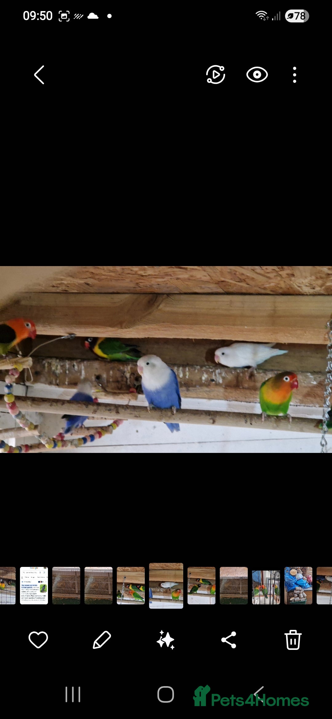 Lovebirds birds for sale: 4 pairs lovebirds - Advert 3