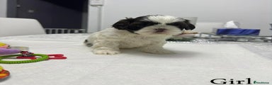 Shih Tzu Puppy 2