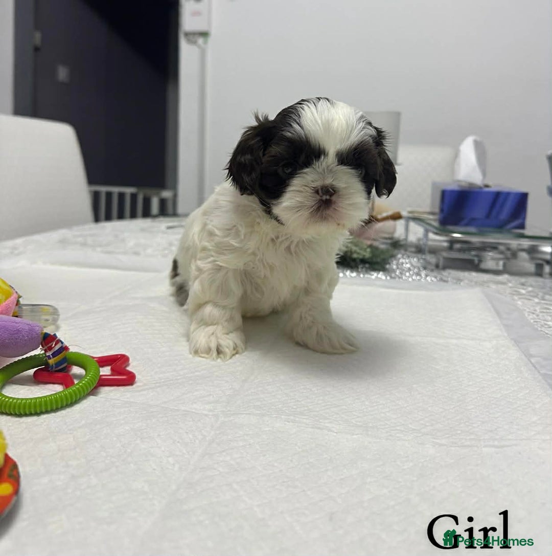 Shih Tzu dogs for sale: 2 female and 1 male Shih Tzu puppies  - Advert 2