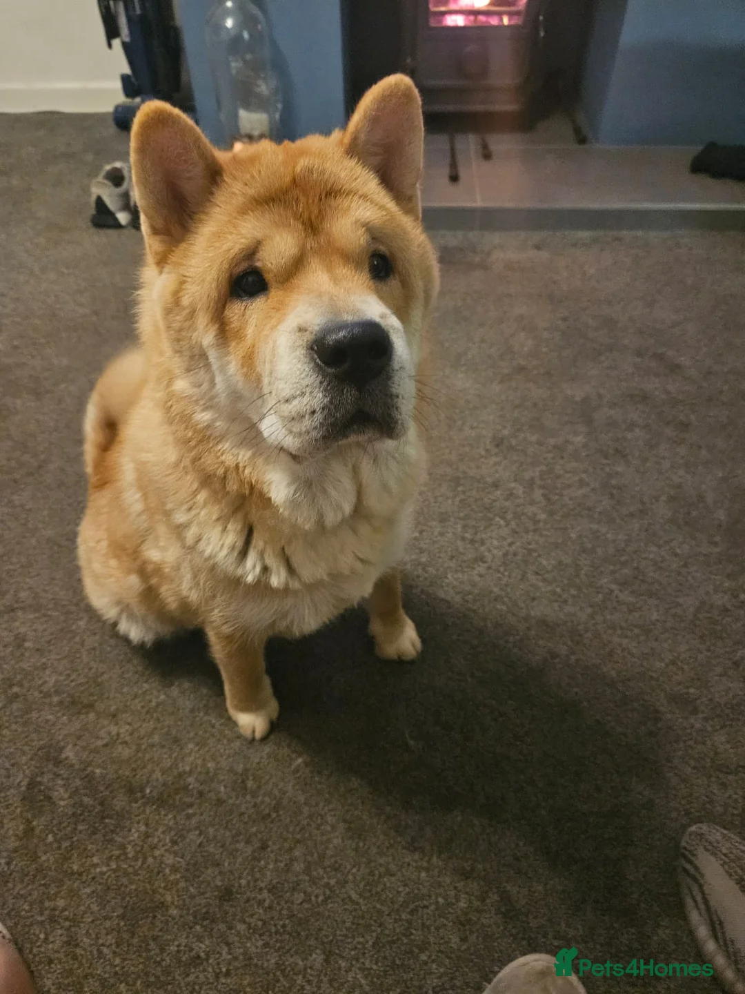 Chow Chow dogs for sale: Female chow chow  - Advert 4