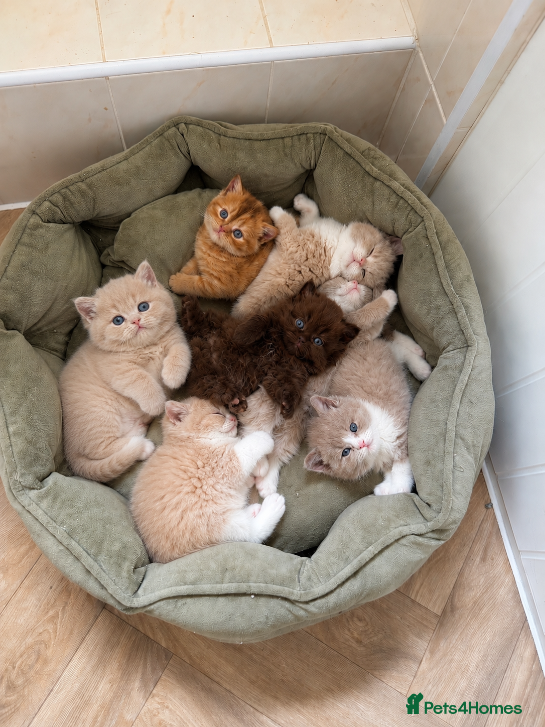British Shorthair cats 🐾1 Gorgeous cream boy left! 🐾 - Advert 5