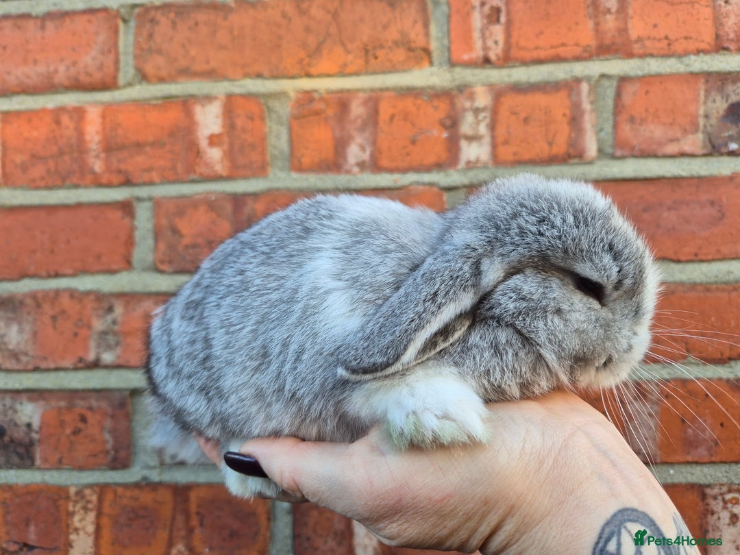 Mini Lop rabbits for sale: 7 stunning mini lops - Advert 15