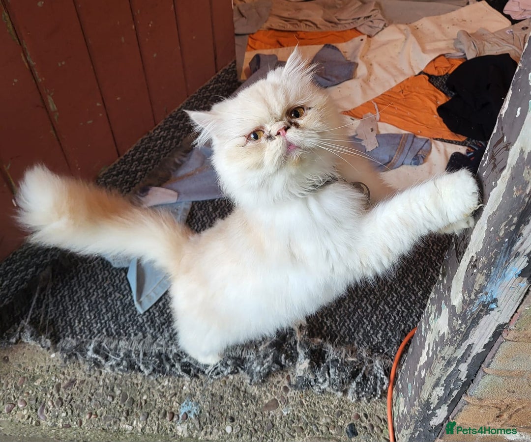 Persian cats for sale: A female Persian cat. - Advert 6