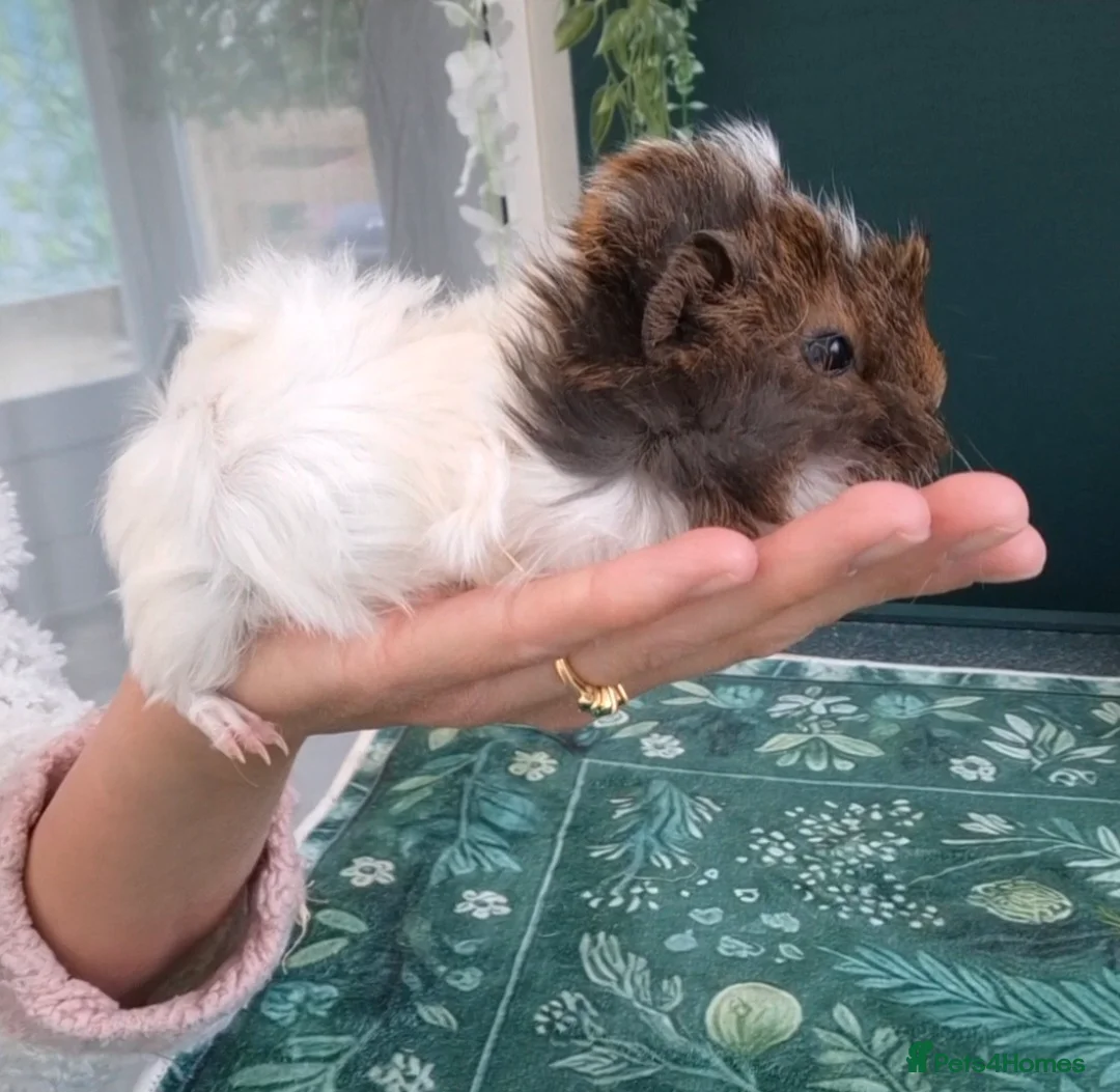 Guinea Pig rodents for sale: Pair of bonded male Guinea pigs young  - Advert 2