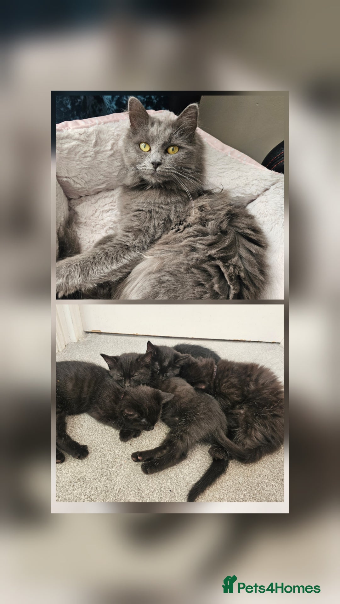 Ragdoll cats for sale: Ragdoll x Norwegian Forest Kittens - Advert 2