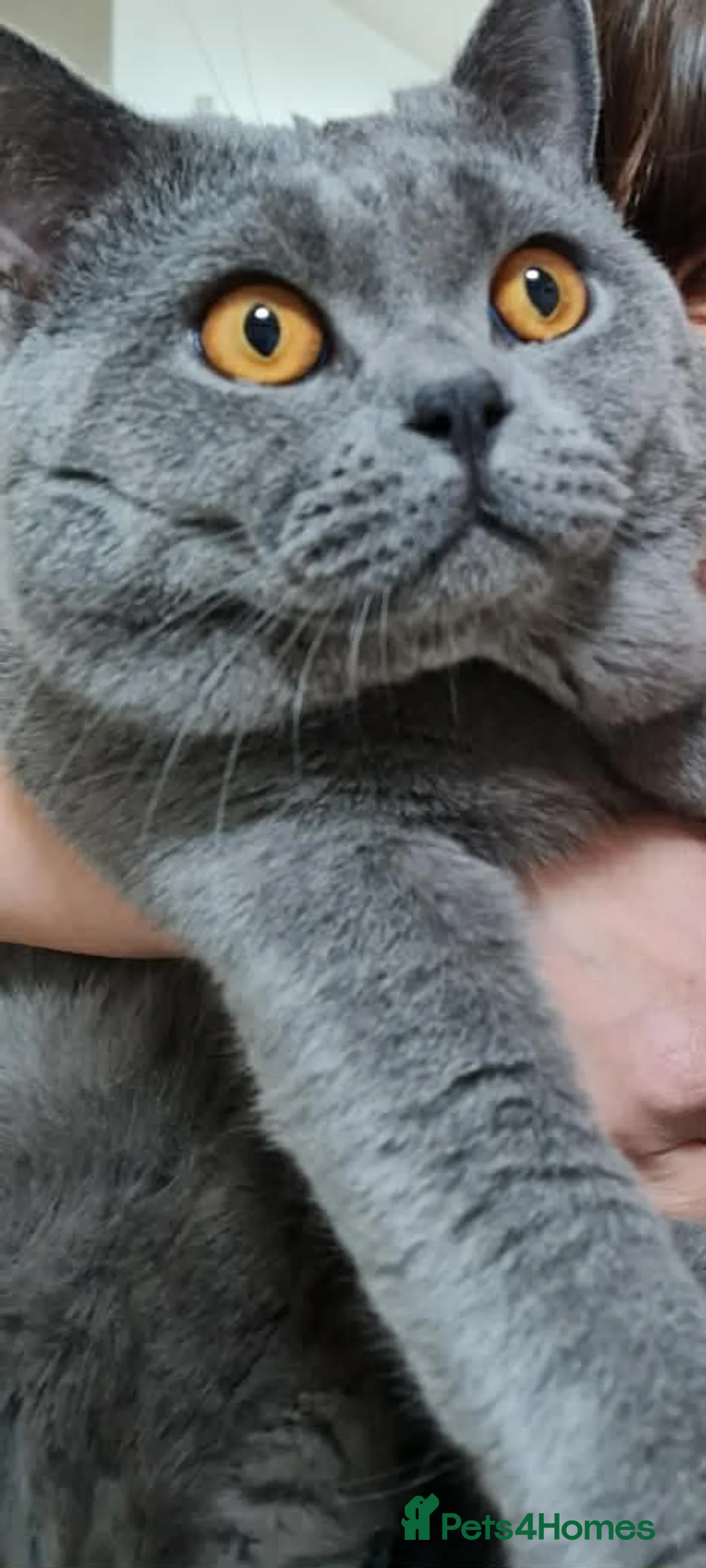 British Shorthair cats for stud: British Blue shorthair stud in London - Advert 1