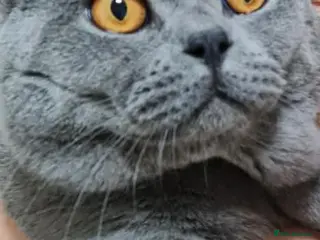 British Shorthair cats British Blue shorthair stud - Advert 1