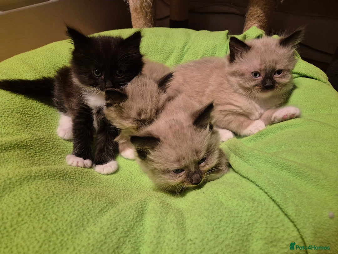 Mixed Breed cats for sale: Half Ragdoll kittens  - Advert 1