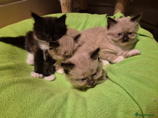 Mixed Breed cats Half Ragdoll kittens - Advert 12