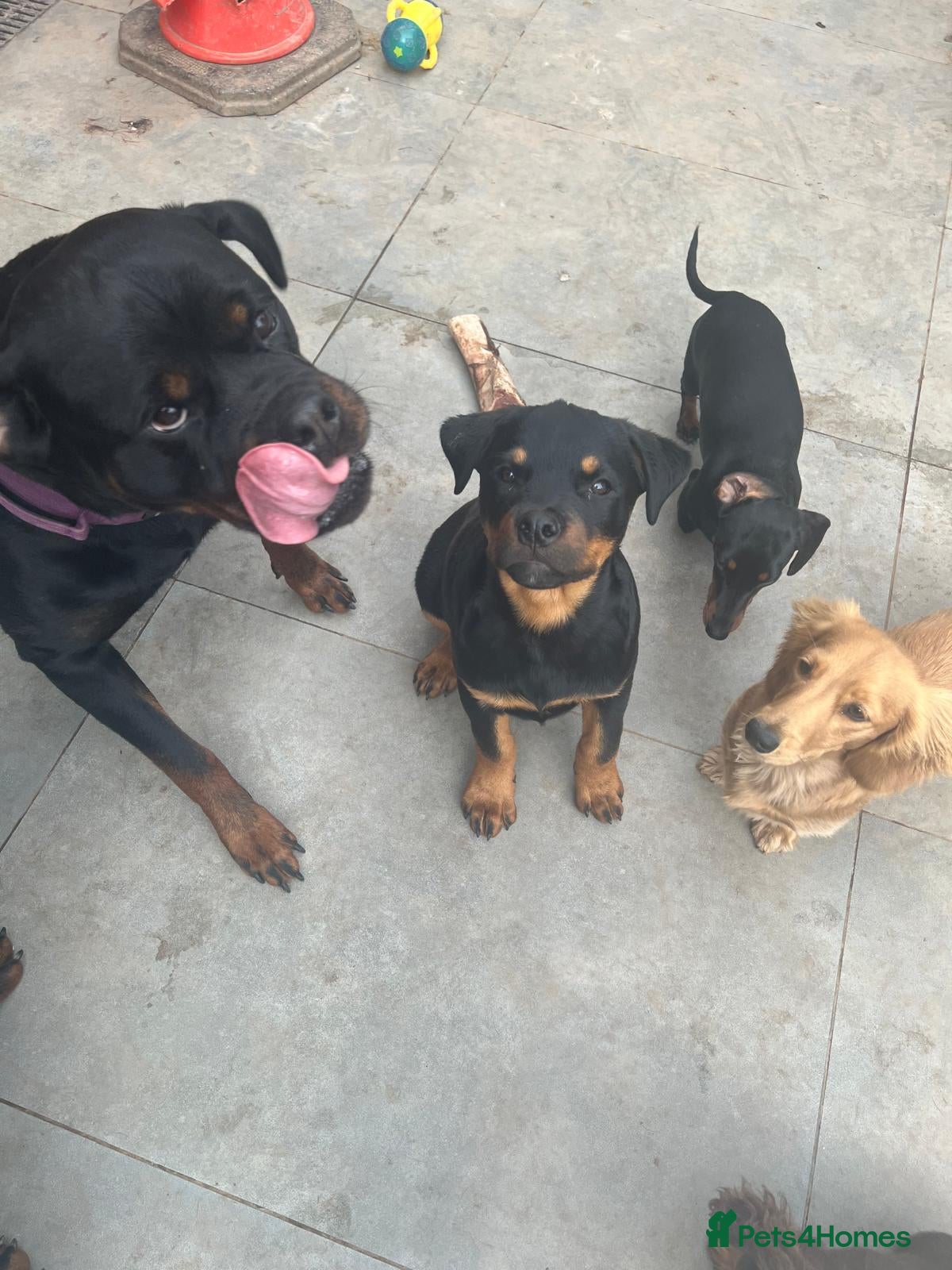 Rottweiler dogs Gorgeous Rottie for Sale! - Advert 1