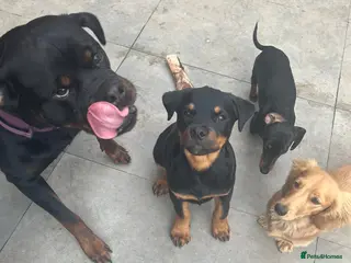 Rottweiler dogs Gorgeous Rottie for Sale! - Advert 1