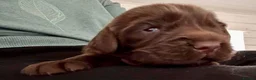 Sussex Spaniel dogs for sale: Sussex Spaniel Puppies Ready  in Pwllheli - Advert 15