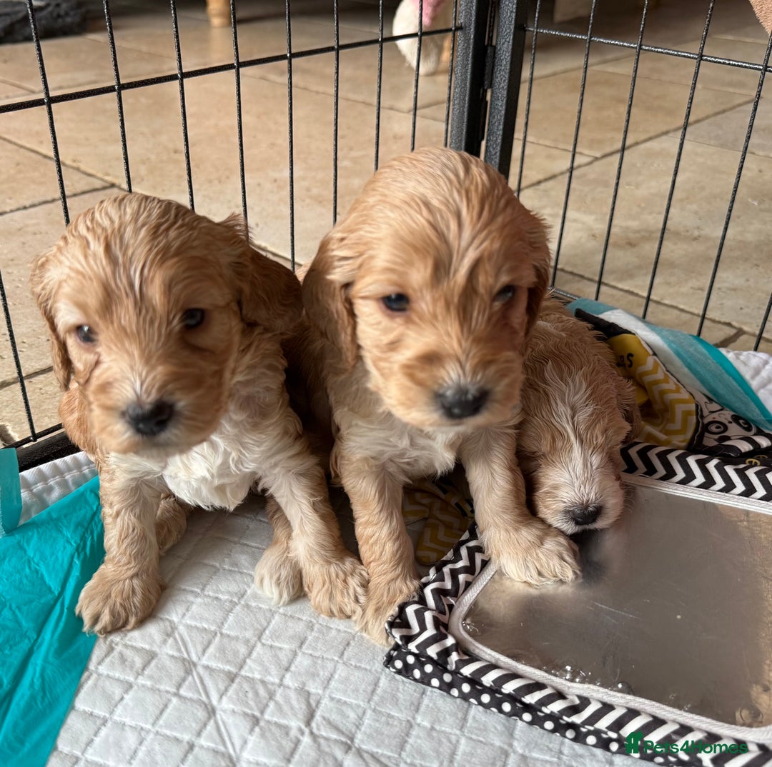 Cockapoo dogs for sale: F1 Cockapoo Puppies 5⭐️⭐️⭐️⭐️⭐️ Breeder - Image 10