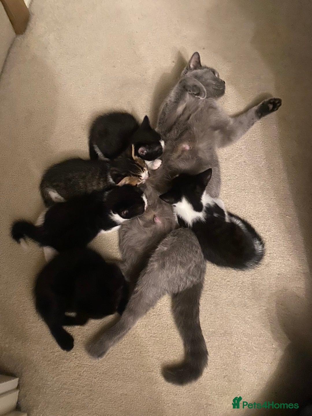 British Shorthair cats for sale: kittens ready now for new home - Image 8