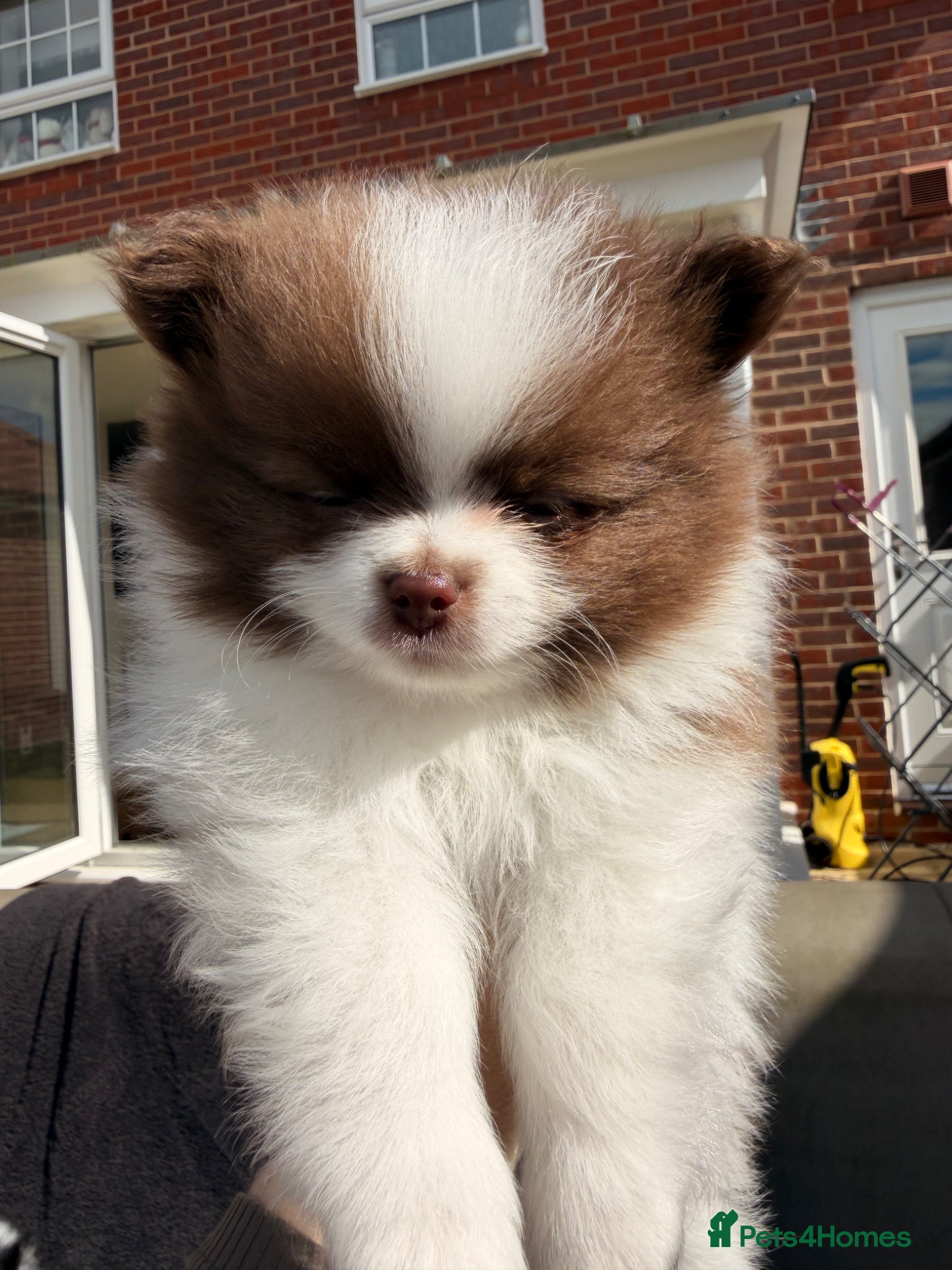 Pomeranian dogs     Rare Colour Pomeranians | Blue & Green Eyes - Advert 2