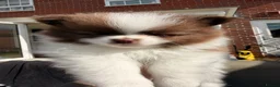 Pomeranian dogs for sale:     Rare Colour Pomeranians | Blue & Green Eyes - Advert 1