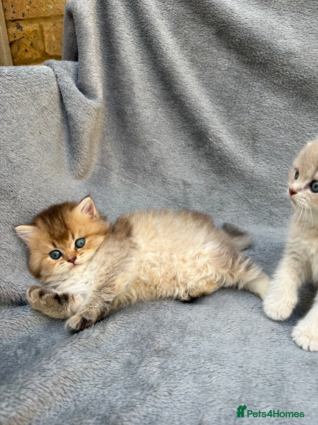 British Longhair cats for sale: Pedigree British shorthair & longhair golden  - Advert 2