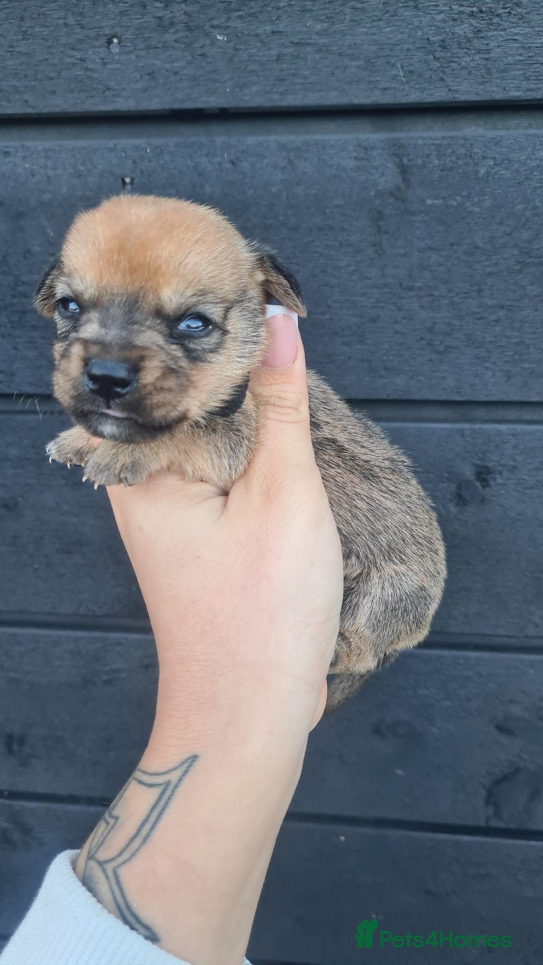 Mixed Breed dogs for sale: Patterjack x daxies pups available  - Advert 20