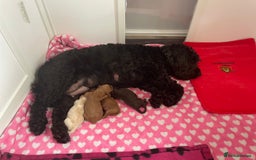 Cockapoo dogs for sale: Cockapoo pups  - Image 10