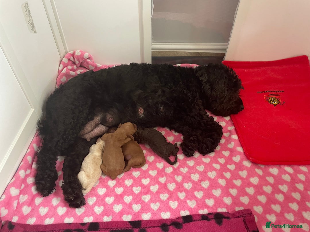 Cockapoo dogs for sale: Cockapoo pups  - Image 10